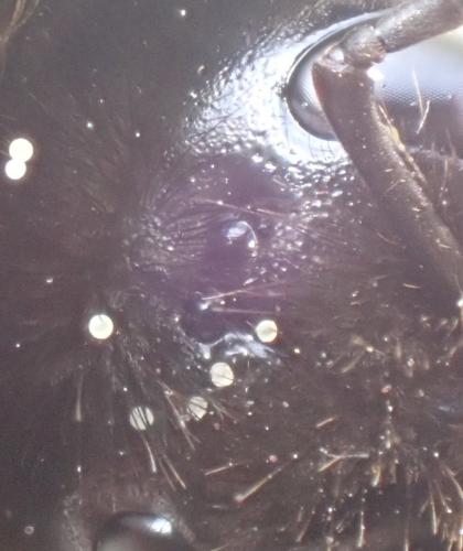 Bombus sp.